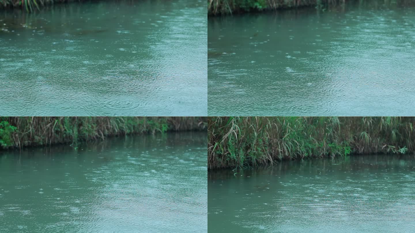下雨的西溪湿地绿色的河流芦苇划船秋天