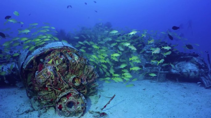 巴哈马群岛的废弃渔网