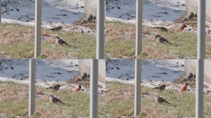 三只欧亚红腹灰雀穿过栅栏在冬天吃草
