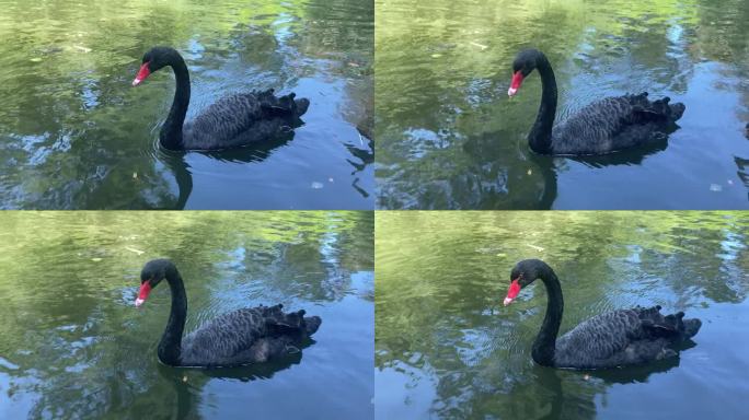 美丽的黑天鹅在阳光下的湖面上游弋。