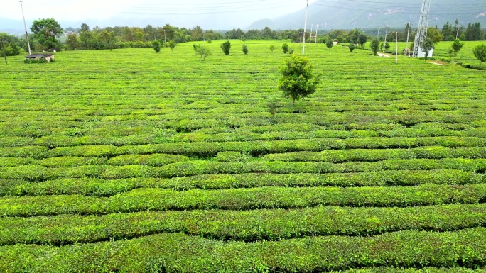 绿色有机茶园茶地航拍