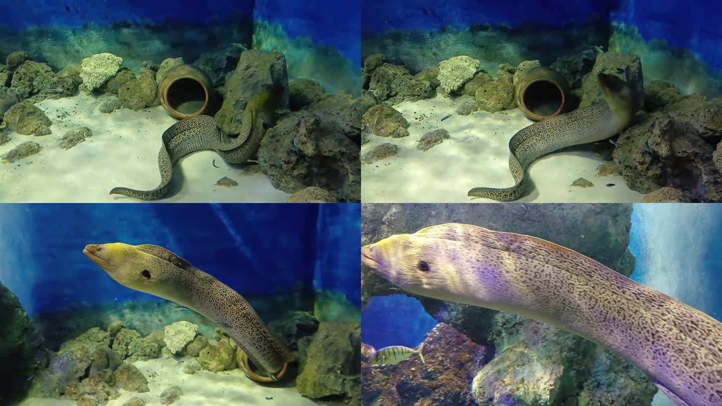 越南芽庄市海洋研究所水族箱底部的巨型斑纹鳗鱼。