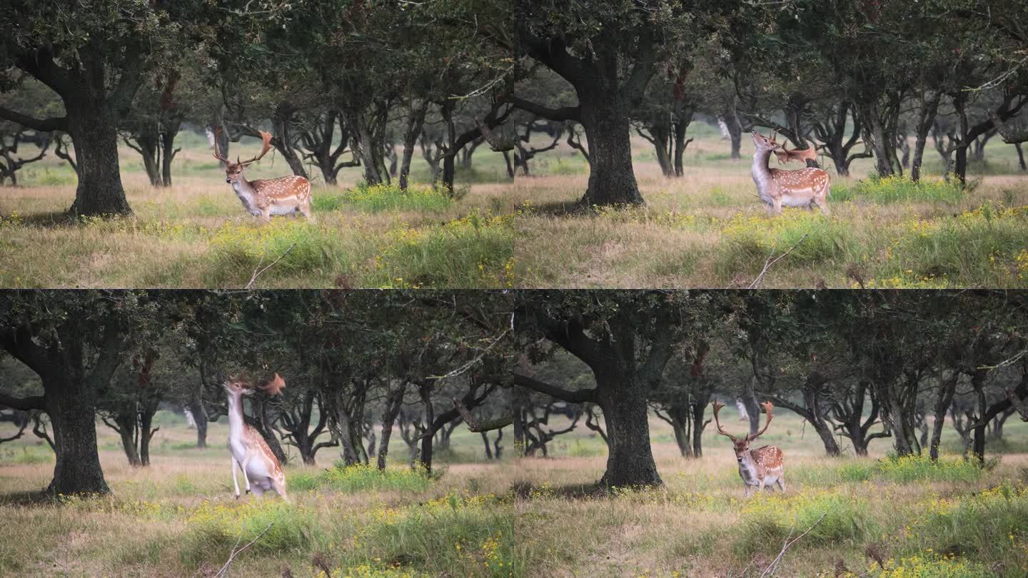 一只鹿角跳起来用角撞树的美丽镜头