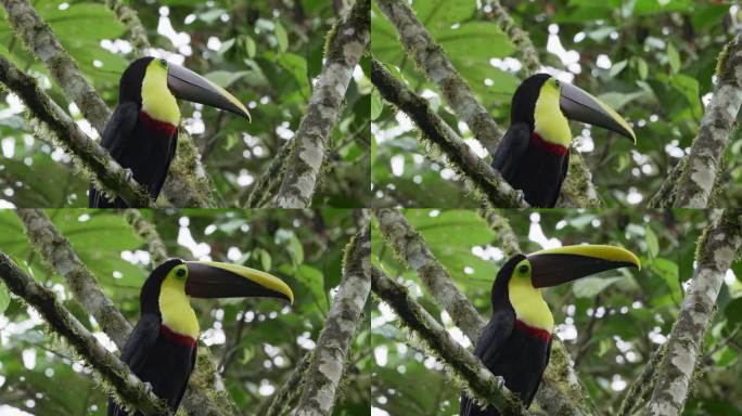 板栗下颚巨嘴鸟或斯温森巨嘴鸟，Ramphastos ambiguus swainsonii，是黄喉巨