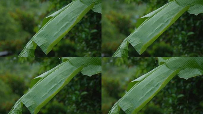 雨点从花园里绿色的芭蕉叶上滴落下来。