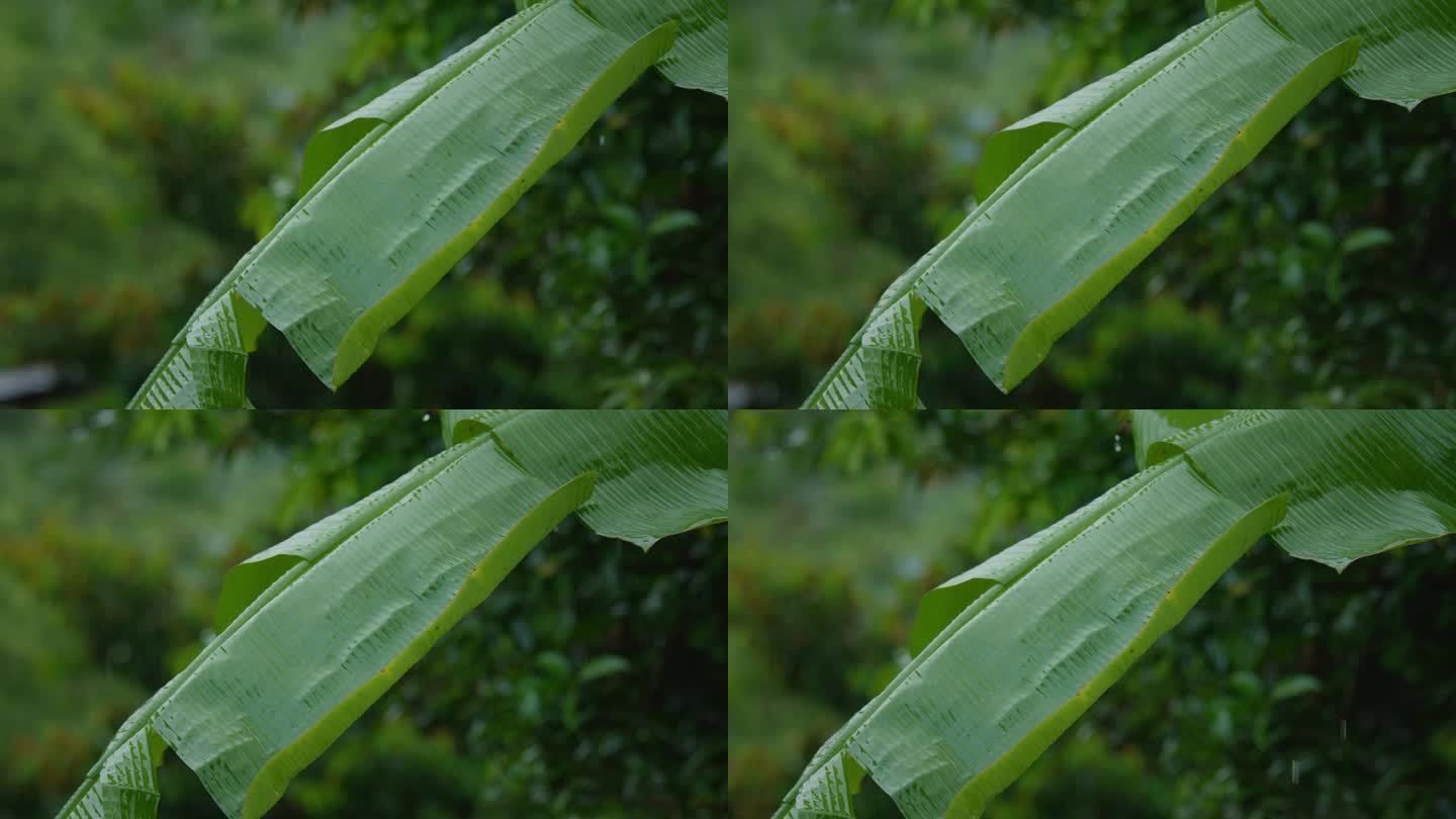 雨点从花园里绿色的芭蕉叶上滴落下来。
