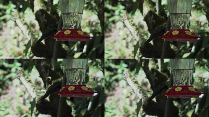 在秘鲁安第斯山脉雷瓦什附近的雨林中，快速而小巧的蜂鸟绕着喂食器飞行。