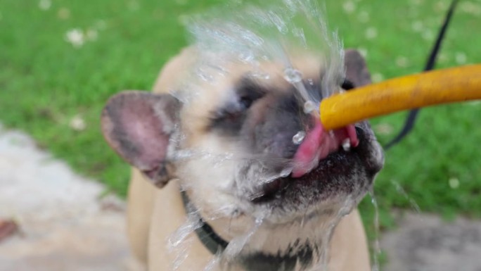 狗在室外用花园水管喝水。