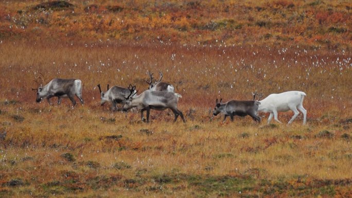 驯鹿群中一只不寻常的白色驯鹿。鹿群正在秋天的苔原上迁徙。