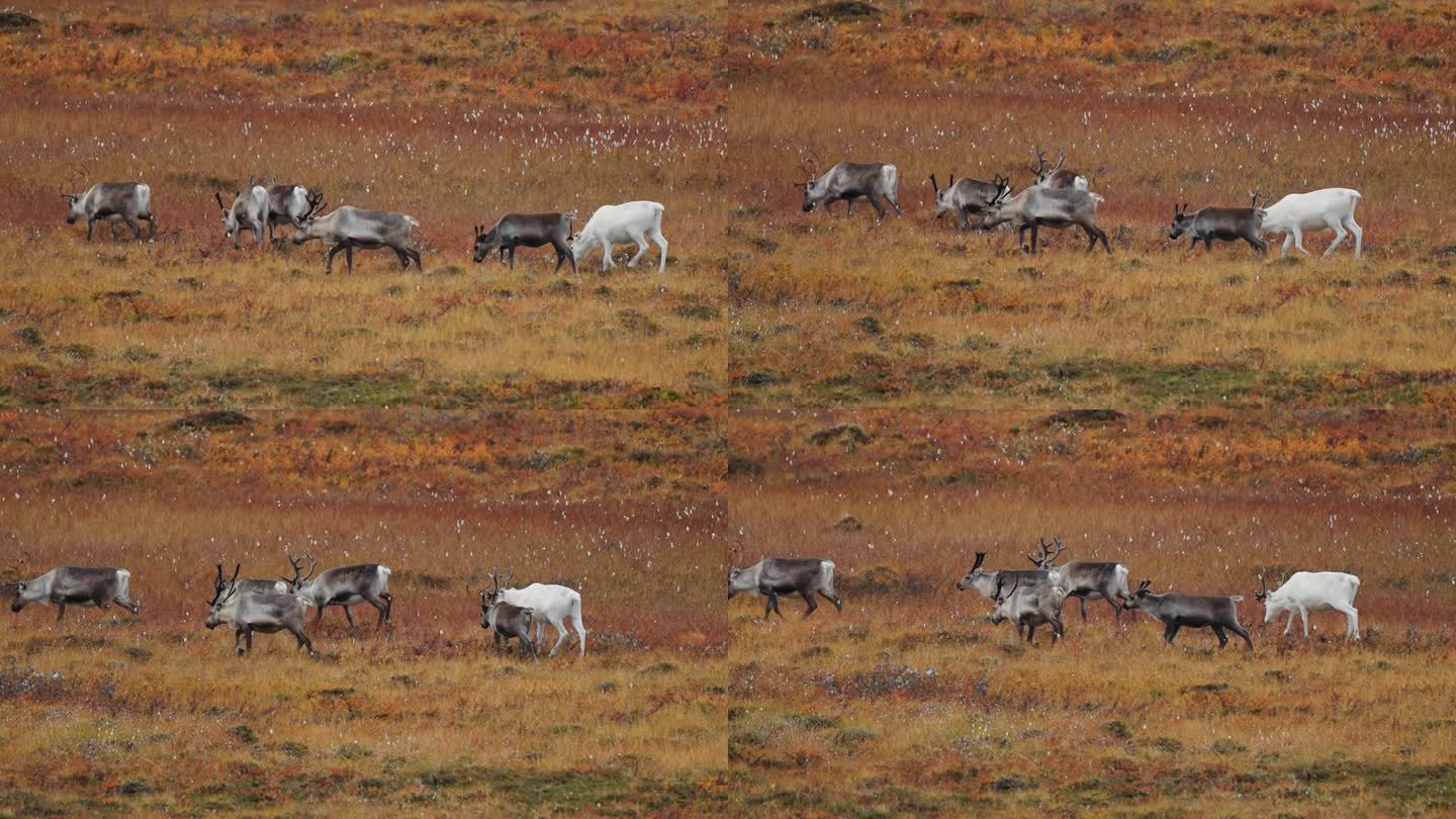 驯鹿群中一只不寻常的白色驯鹿。鹿群正在秋天的苔原上迁徙。