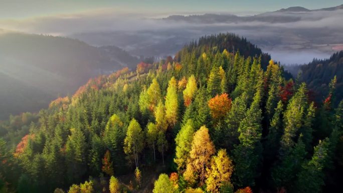 山间秋色。航拍的红色和黄色的秋天树木，多雾的山脉和温暖的早晨的阳光。秋高山林
