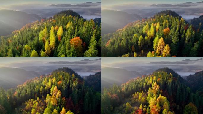 山间秋色。航拍的红色和黄色的秋天树木，多雾的山脉和温暖的早晨的阳光。秋高山林