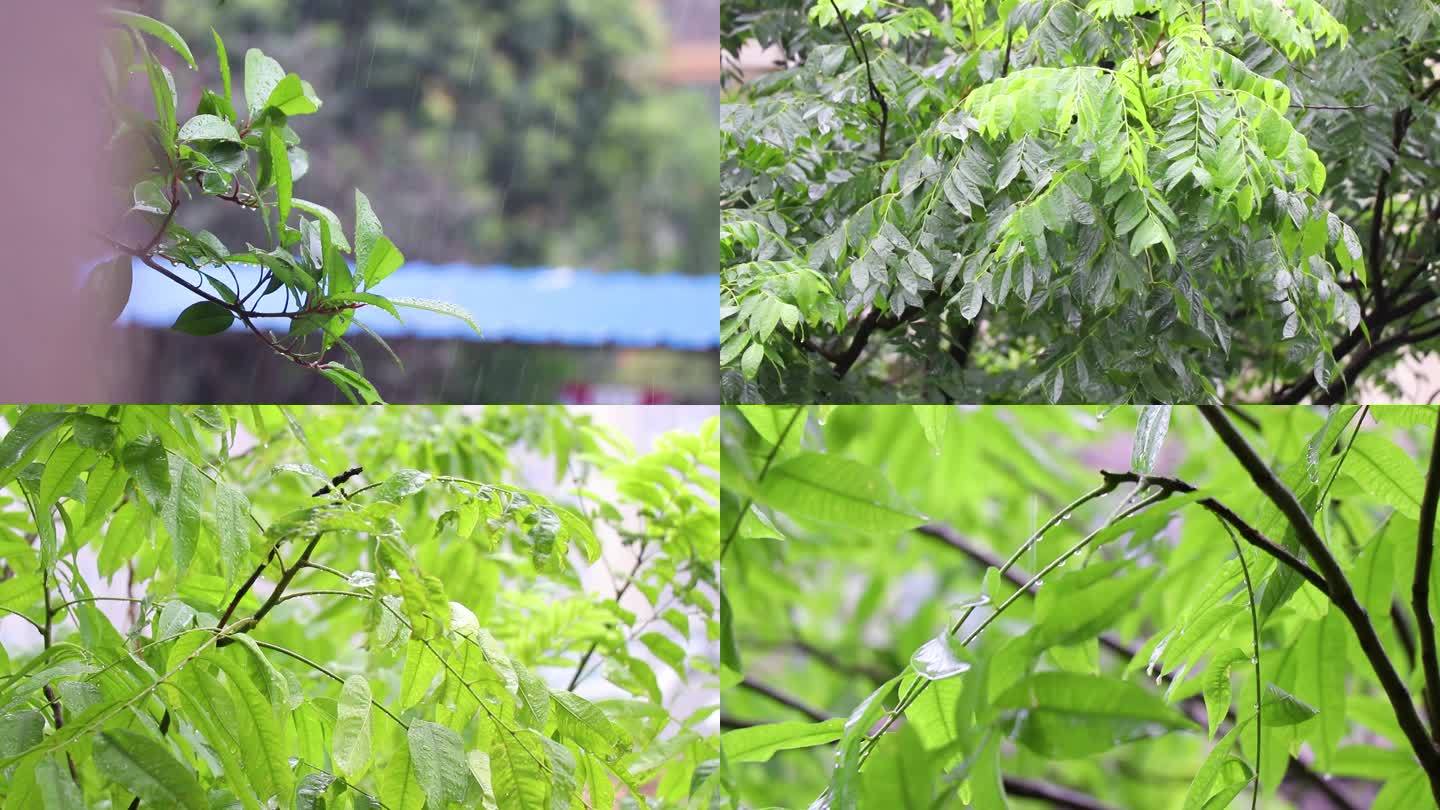 下雨天的树叶