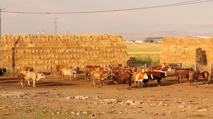 在特尔基耶的埃尔祖鲁姆市，一群牛在吃草前聚集在一起。这些小牛在农村自由饲养，因此提供优质的有机肉。牲