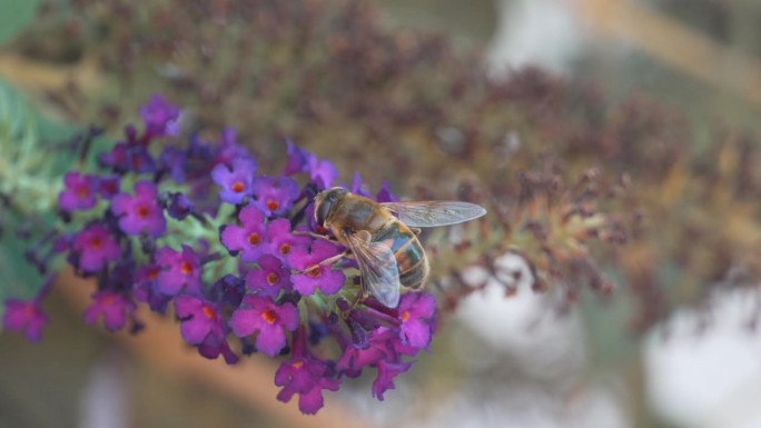 蜜蜂从蝴蝶丛黑骑士开花植物上采集花蜜的特写镜头