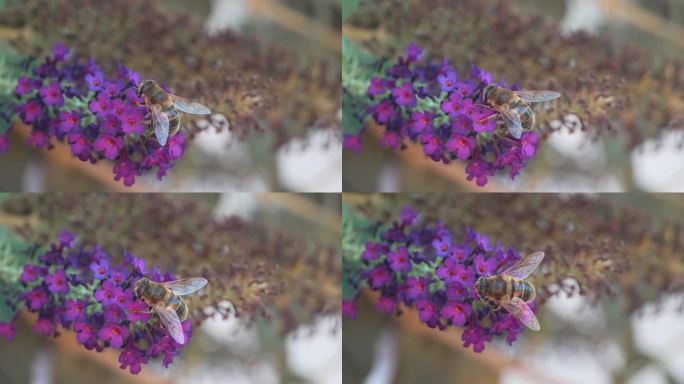 蜜蜂从蝴蝶丛黑骑士开花植物上采集花蜜的特写镜头
