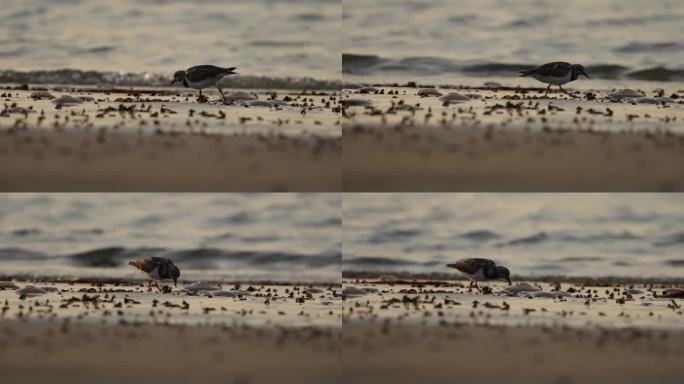 红润的Turnstone Arenaria诠释了在潮湿的沙滩上觅食，日落低角度