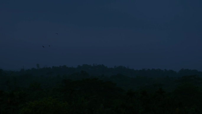 可怕的黑暗森林，鸟在飞翔。令人毛骨悚然的夜晚。静态的照片