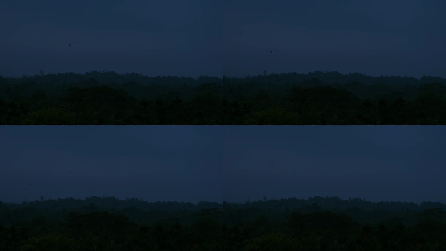 可怕的黑暗森林，鸟在飞翔。令人毛骨悚然的夜晚。静态的照片