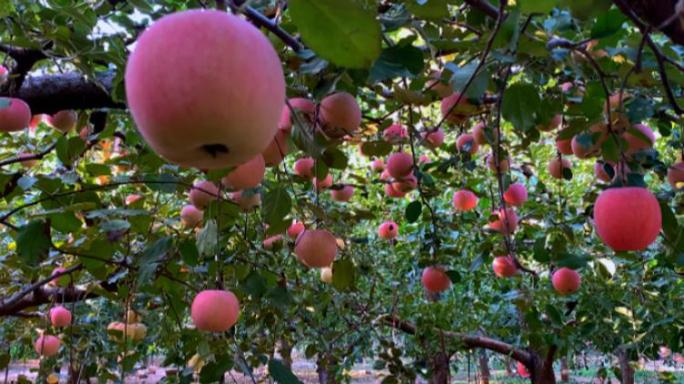 【原创】4K·苹果种植基地苹果园摘苹果