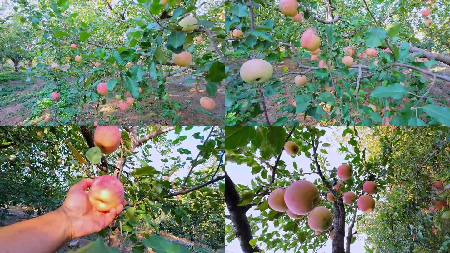【原创】4K·苹果种植基地苹果园摘苹果