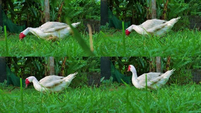 在一个阳光明媚的日子里，家养的白番鸭在公园里展翅