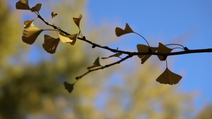 秋日的银杏树