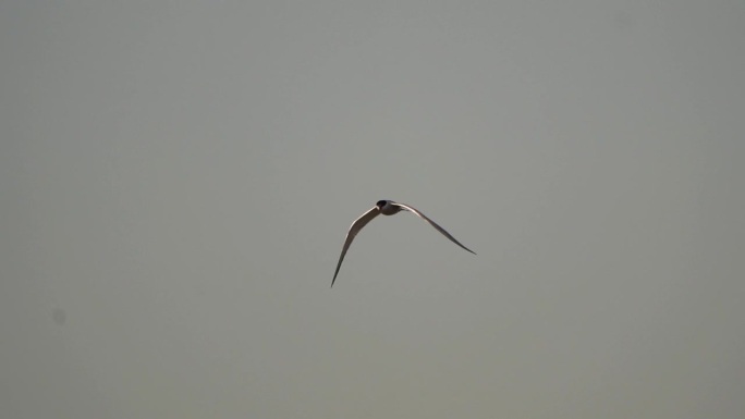 一只普通燕鸥(Sterna hirundo)飞过海滩-慢动作