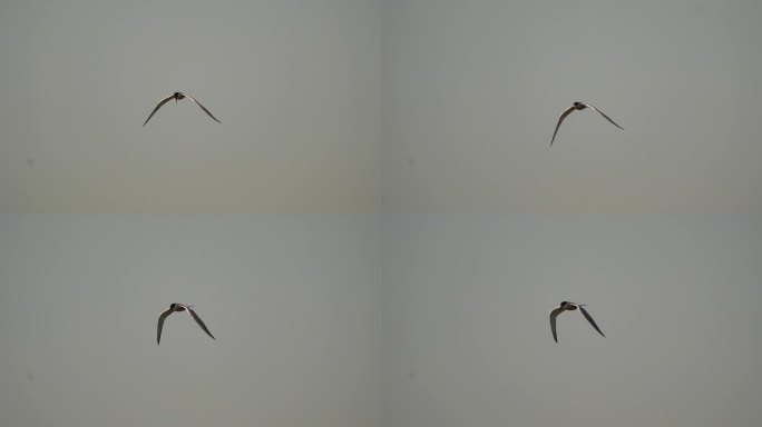 一只普通燕鸥(Sterna hirundo)飞过海滩-慢动作
