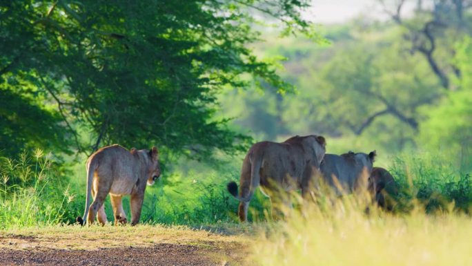 一群狮子聚集在一起猎食猎物。南非