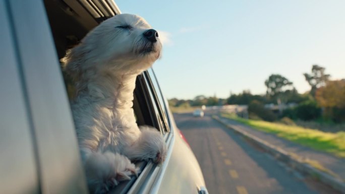 风，车和狗在窗户在一个城市的夏天开车作为宠物在户外旅行度假的一个小镇。动物，酷和小狗倚在车辆运输的假