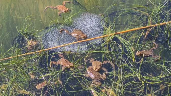 池塘里的青蛙是天堂，刚被压扁的白色卵被雄性青蛙受精，这样新的青蛙就有机会生存