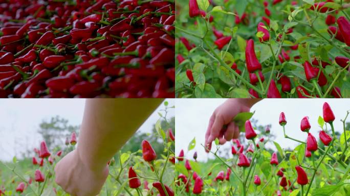 4K辣椒采摘丰收种植基地采购生产加工素材