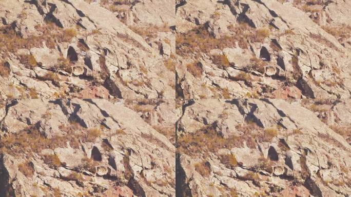 黑胸秃鹰飞过来降落在悬崖上的巢里，慢动作，广角镜头