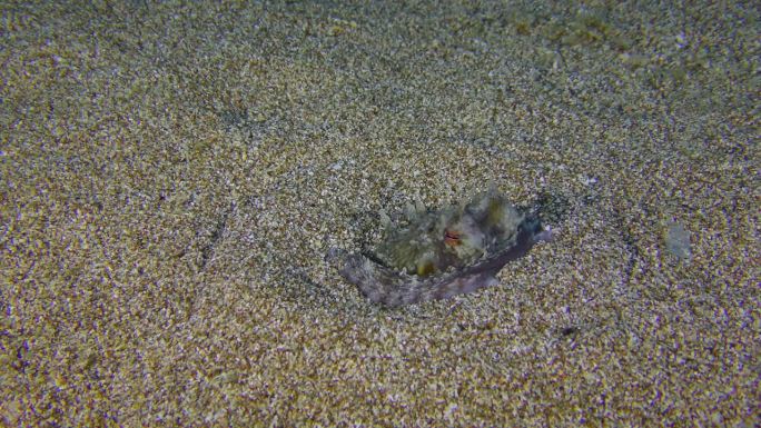 一只章鱼被埋在海底。