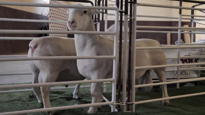 三只粗壮的白色杜珀公羊在公开拍卖会上穿过滑槽