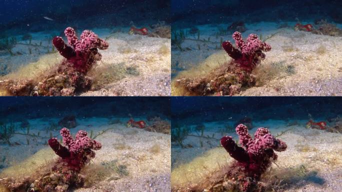 海底深处的小红色软珊瑚——柳珊瑚