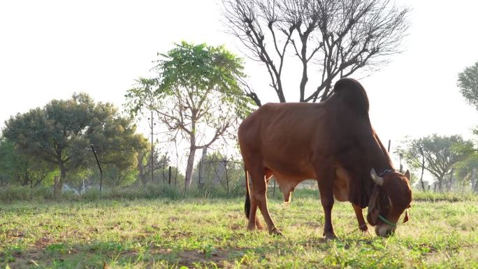 一头美丽的棕色大印第安公牛在田野里吃草的画面。牛。一头巨大的雌公牛正在牧场上吃草。危险的动物。