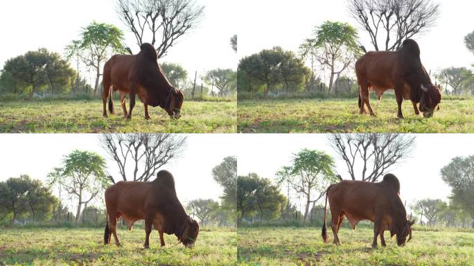 一头美丽的棕色大印第安公牛在田野里吃草的画面。牛。一头巨大的雌公牛正在牧场上吃草。危险的动物。