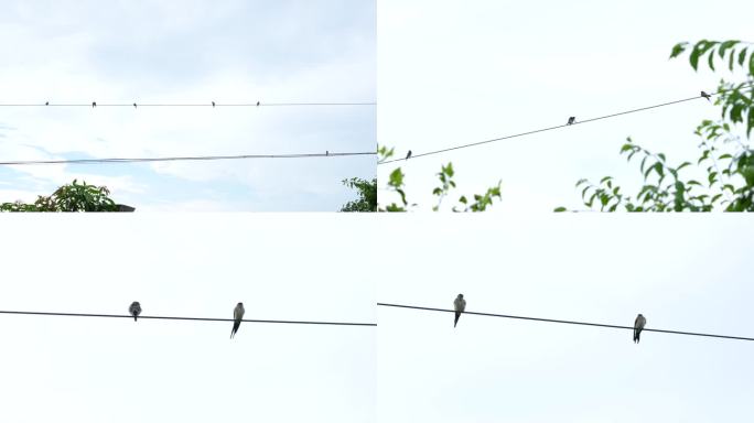 实拍电线上休憩的燕子