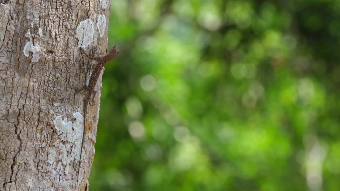 在泰国考艾国家公园里，这只龙，更广为人知的名字是会飞的蜥蜴，一动不动地贴在树干上，等待着它可能的猎物