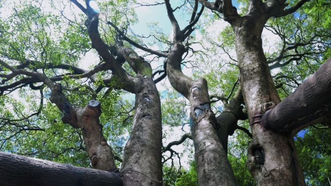 省级重点保护古树 百年海桐树