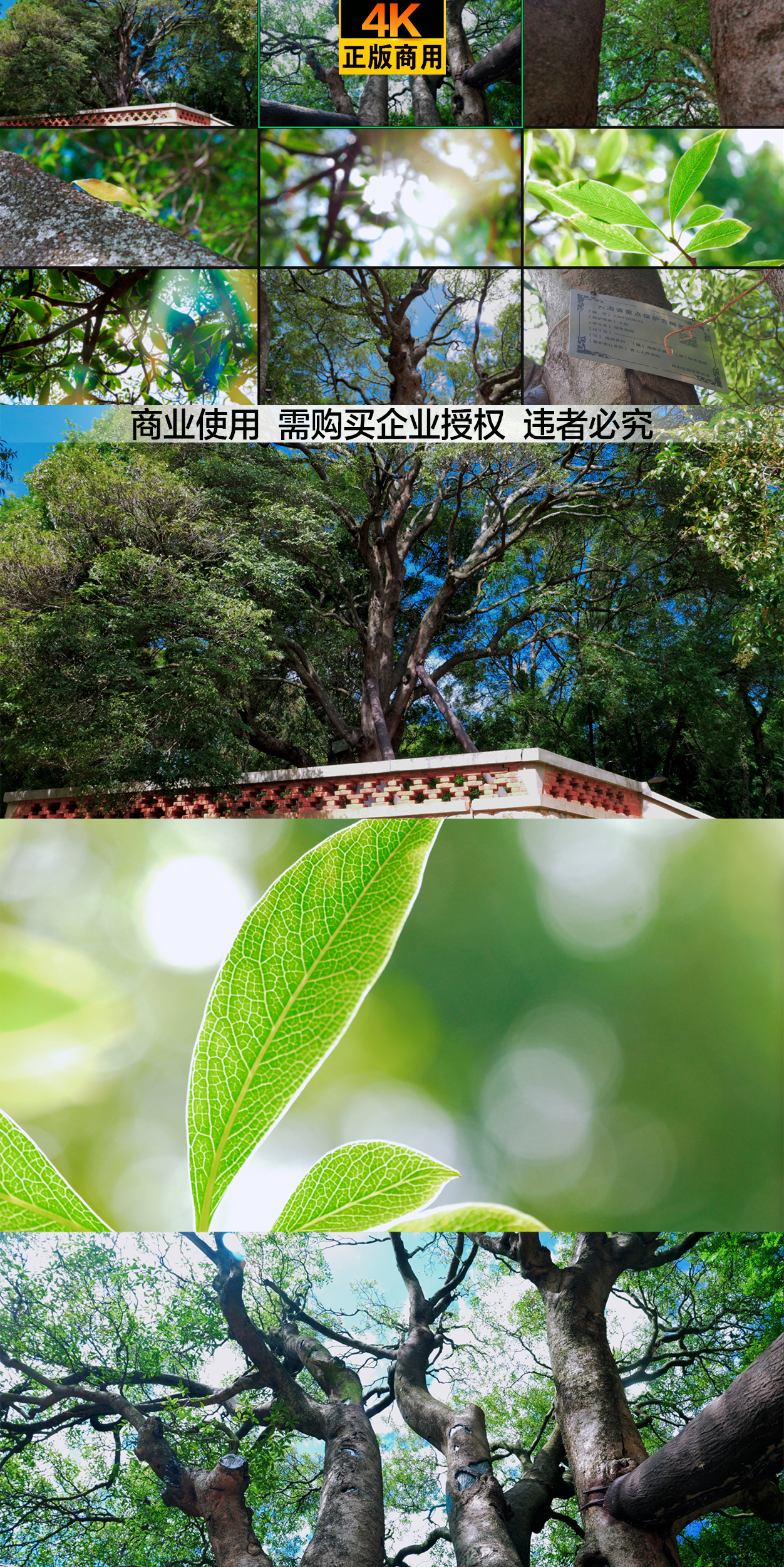 省级重点保护古树 百年海桐树