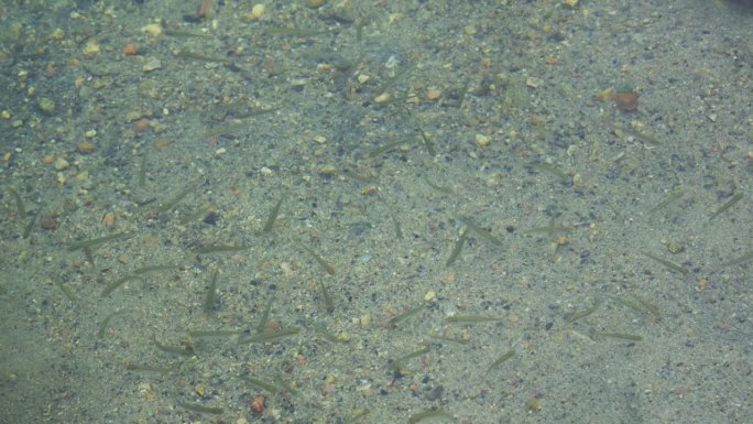 沙质浅水区的一小群小鱼。