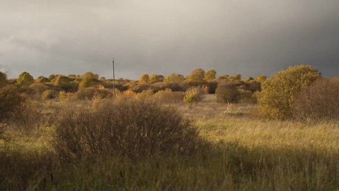 乡村景观。POV侧视图从一个汽车窗口。秋天的森林，远方的田野。褐色自然，大地色调。深秋，冬草甸。自动