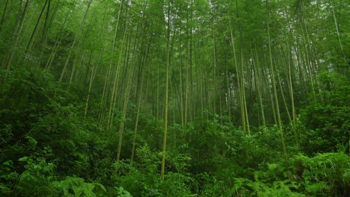 雨后竹林