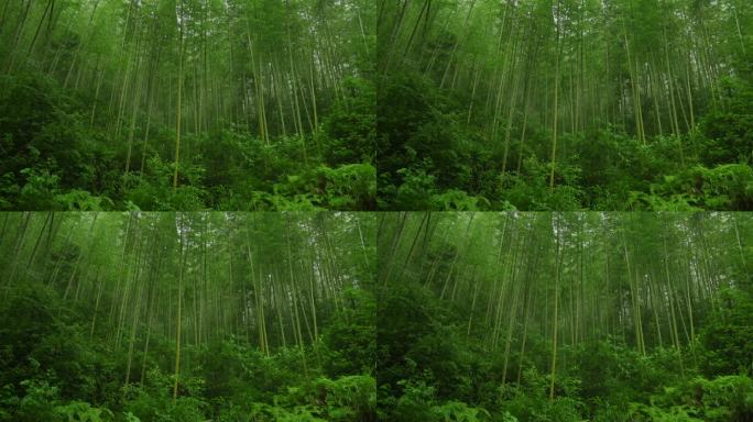 雨后竹林