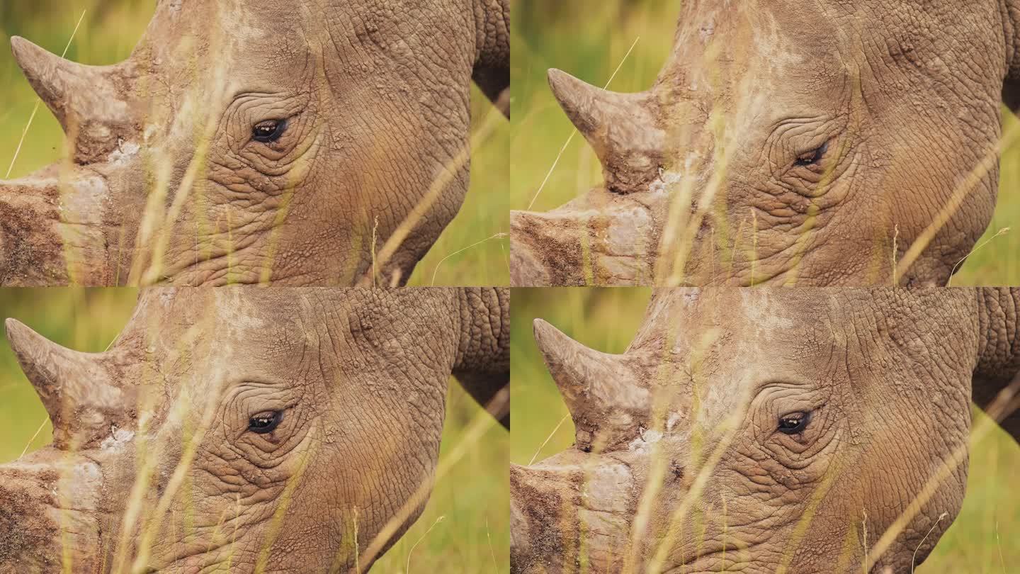 肯尼亚马赛马拉国家保护区的非洲野生动物，在马赛马拉北部保护区的高草原上放牧时，犀牛角和眼睛的特写镜头