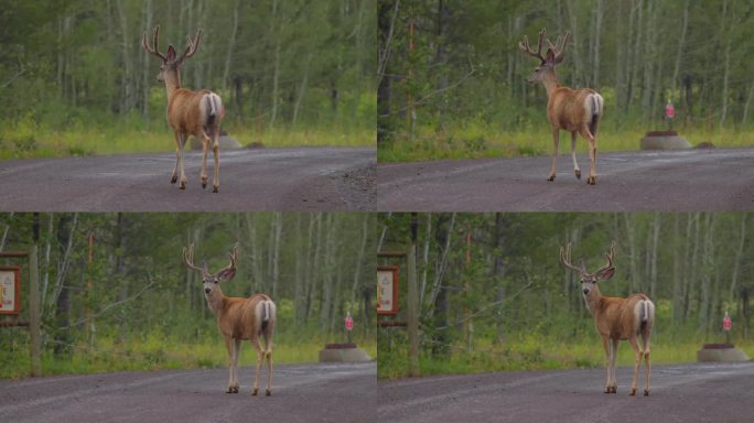 三只雄鹿跑进了黄石附近爱达荷岛公园的森林里。看着镜头，然后走开了。