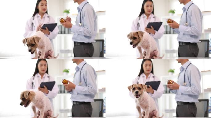兽医检查狗，讨论狗药。
